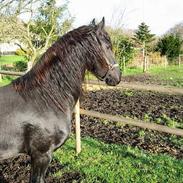 Frieser Minse Fan De Kromme Jelte