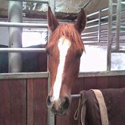 Arabisk fuldblod (OX) Svalebos Donna OX