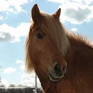 Islænder Stella frá Úlfljótsvatni