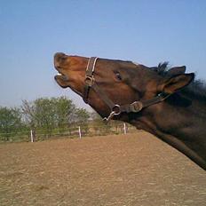 Anden særlig race Da Vinci