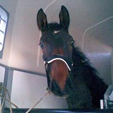 Anden særlig race Da Vinci