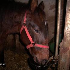 Anden særlig race Da Vinci