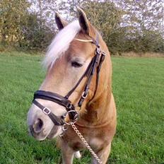 Haflinger Bianca "Solgt"