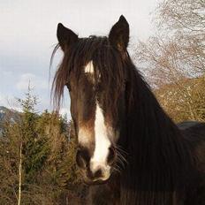 Norsk Døle Lillebror