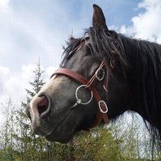 Norsk Døle Lillebror