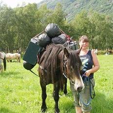 Norsk Døle Lillebror