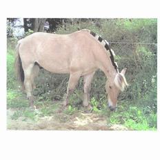 Fjordhest sonnyboy rørbæk