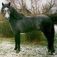 Connemara Teglstrups King Lucas