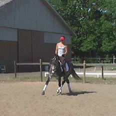 Connemara Teglstrups King Lucas