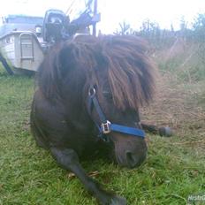 Shetlænder MIN ELVIS<33' R.I.P!:'(