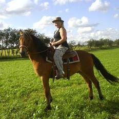 Anden særlig race breezer