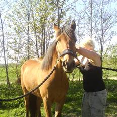 Anden særlig race breezer