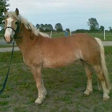 Haflinger REBEKKA KASTANJEGÅRD