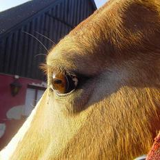 Haflinger REBEKKA KASTANJEGÅRD
