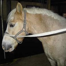 Haflinger Aalekrogens Stafet*SOLGT*