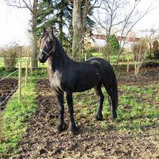 Frieser Minse Fan De Kromme Jelte