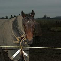 Traver Ulrik Langkjær RIP