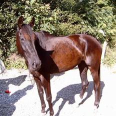 Traver Girl Of Beauty RIP