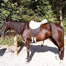 Traver Girl Of Beauty RIP