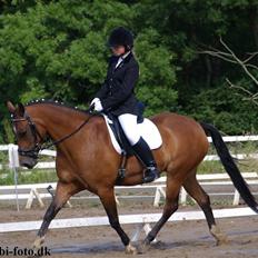 Anden særlig race Shakira "SOLGT :(!"