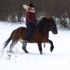 Islænder Leistur fra bakkakoti