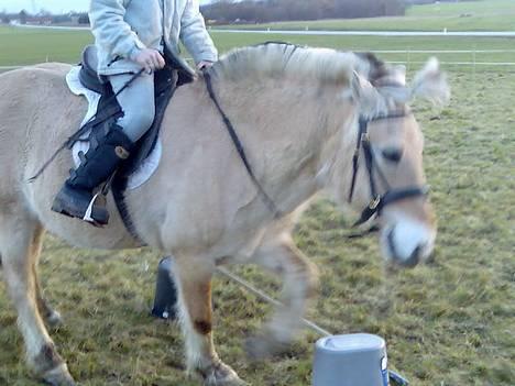 Fjordhest Skovvejens Anita ( Akita) - Syntes det var vældigt morsomt at sparke til spanden, for at se om der var mad i den.. billede 13