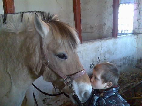 Fjordhest Skovvejens Anita ( Akita) - mys mys!!! billede 14