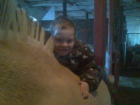 Fjordhest Skovvejens Anita ( Akita) - ja så ligger patrick oppe på ryggen af Akita.... billede 15