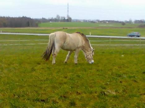 Fjordhest Skovvejens Anita ( Akita) - mums ny fold til oz..  billede 16
