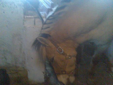 Fjordhest Skovvejens Anita ( Akita) - nej hvor det KLØR.....! billede 17