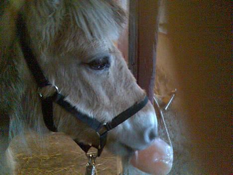 Fjordhest Skovvejens Anita ( Akita) - eeeelsker min saltsten  !!!!!! billede 18