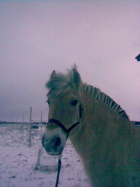 Fjordhest Skovvejens Anita ( Akita) billede 19