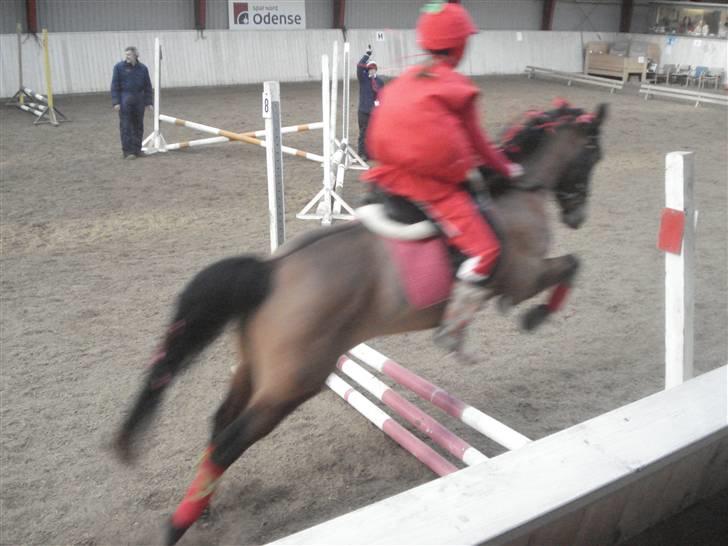 Hollandsk Sportspony Miss Charming - #11 Tomater oppe fra. - kostumespringning anden gang billede 11