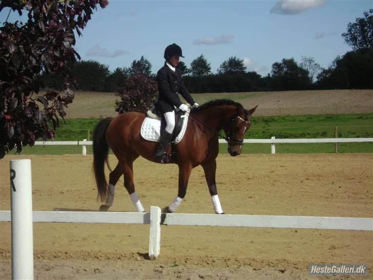Hollandsk Sportspony Miss Charming - #12 Til stævne på Tommerup - Miiiin smukke pony.. billede 12