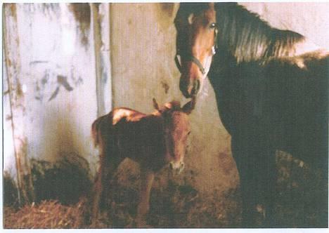 Anden særlig race Zita (død) - Og igen... billede 15