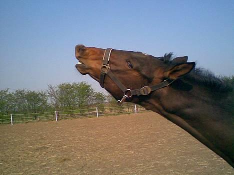 Anden særlig race Da Vinci - se mine fine bisser :P billede 1