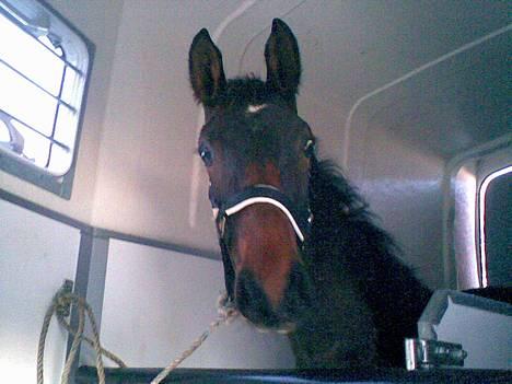 Anden særlig race Da Vinci - første gang i trailer :D billede 2