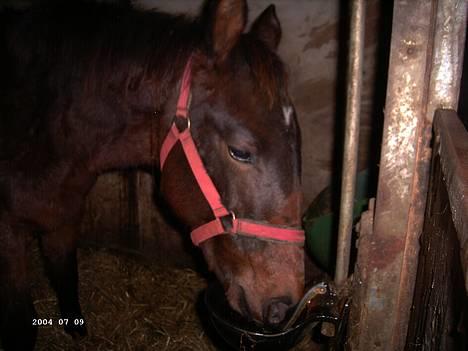 Anden særlig race Da Vinci - Drikker :P billede 3