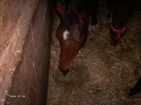 Anden særlig race Da Vinci - MOAR....!!!!! billede 5