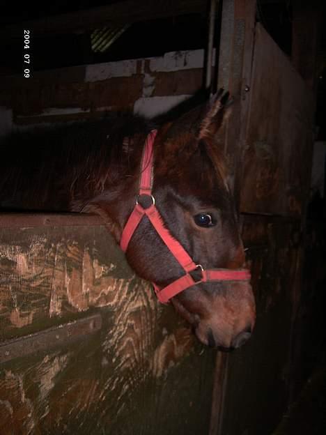 Anden særlig race Da Vinci - kuk kuk billede 6
