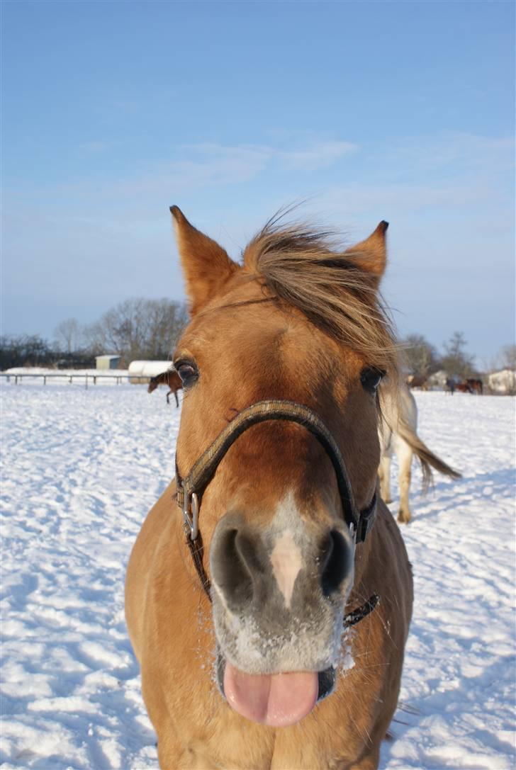 Anden særlig race Ivan RIP -  "Bøøøøøh!" Vinter 2010 billede 7