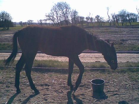 Anden særlig race Da Vinci - Mmmmm....!!!!!!! det smager godt billede 7