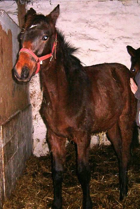 Anden særlig race Da Vinci - nej nej jeg vil IKKE billede 8