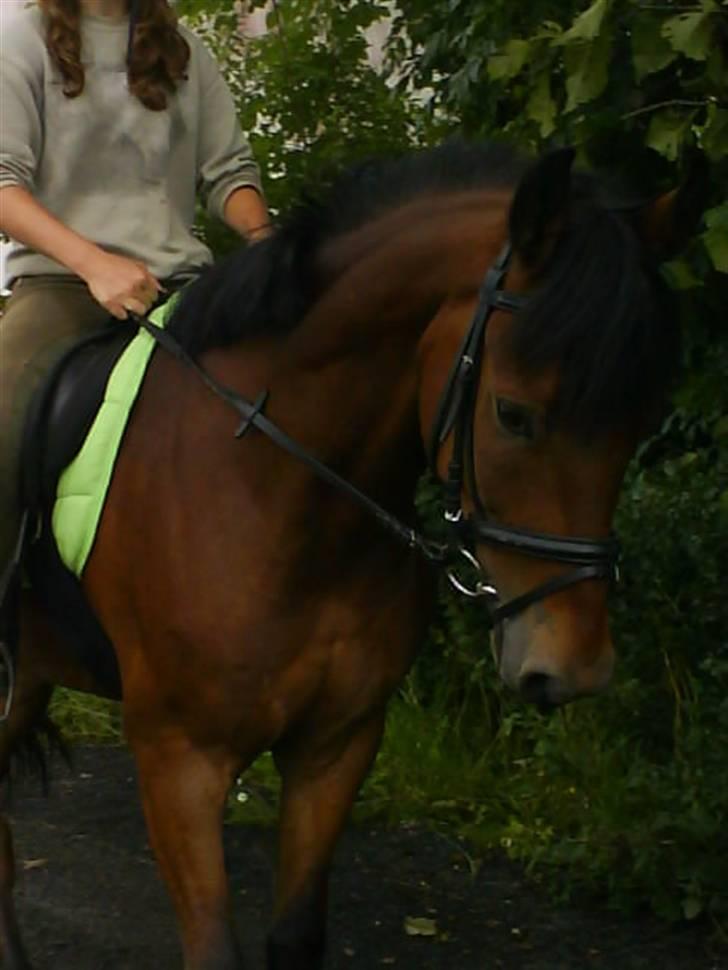 New Forest Uranus *SOLGT* billede 16