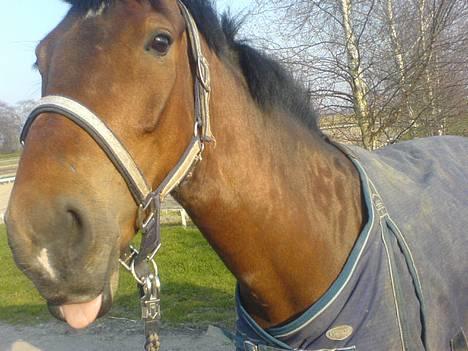 New Forest Uranus *SOLGT* billede 20