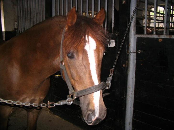 New Forest Copyright - uuh min dejlige pony i stalden billede 2