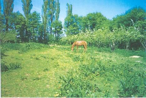 Anden særlig race Zita (død) - Sofie lidt større  <3<3 billede 20