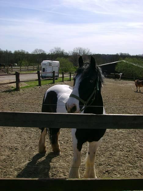 Irish Cob Athos  - Goddag  ude fra folden :) billede 13