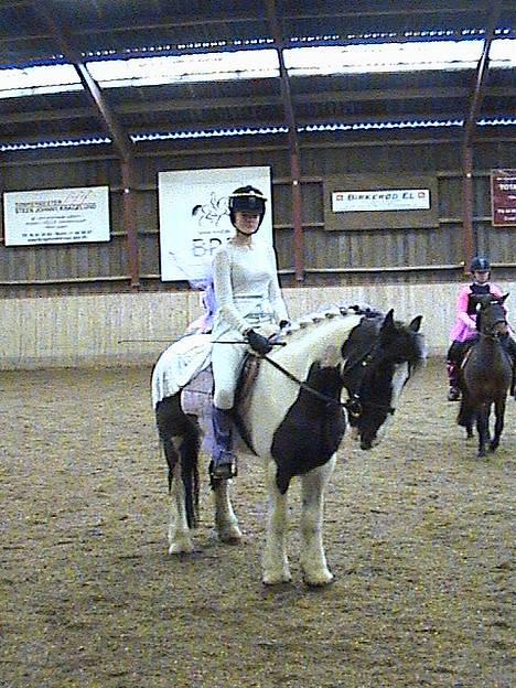 Irish Cob Athos  - fastelavnsstævne.. det var hold-stævne.. og vi vandt da og kom på 2. pladsen omkring udklæding ;p (vi var engle) billede 14