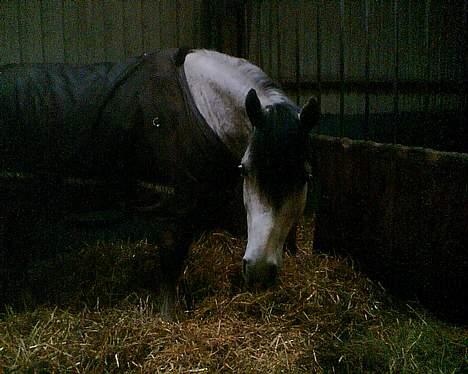 Anden særlig race Teilmandsmindes Sharocko†14.05.2012† billede 14